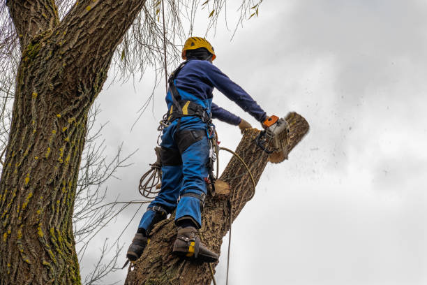 Best Tree Preservation Services  in Carbondale, IL
