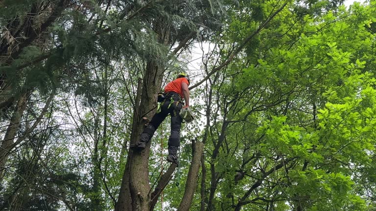 Best Lot and Land Clearing  in Carbondale, IL