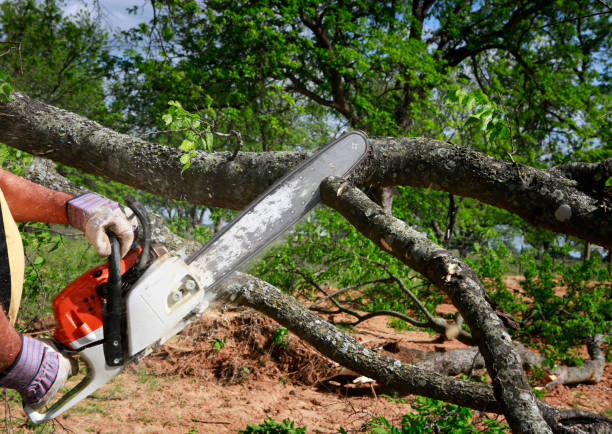 Best Tree Removal  in Carbondale, IL