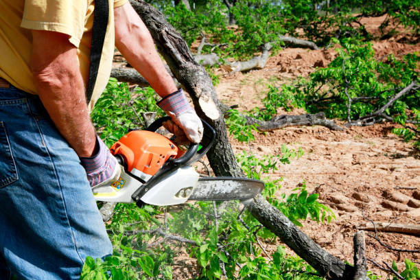 How Our Tree Care Process Works  in  Carbondale, IL